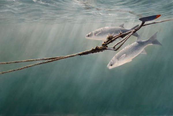 David Miller, HARBOUR MULLET