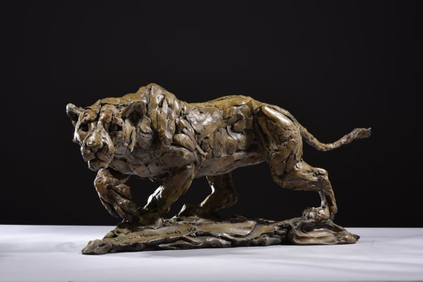 Hamish Mackie LIONESS STALKING , 2023 Bronze 14 1/8 x 29 1/8 x 12 1/4 in 36 x 74 x 31 cm 6/12