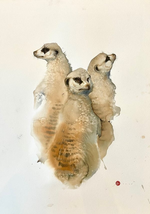 Karl Martens, MEERCATS