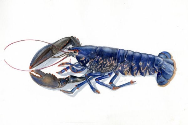 Emma Faull, LOBSTER