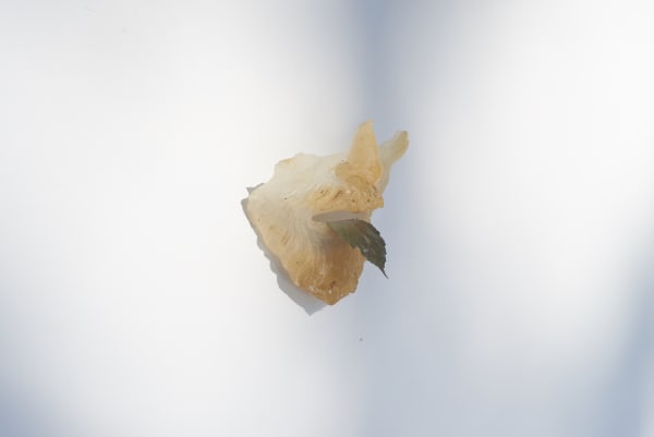 Filippo Sciascia, Primitive Mornings, 2020