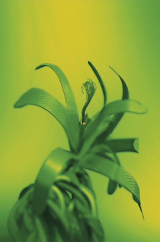 Fyerool Darma, The Weavers Wove an Infinite , 2024