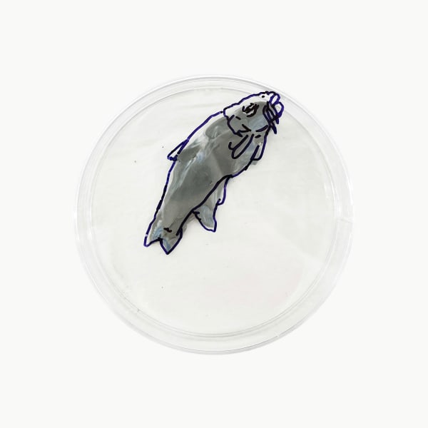 Rega Ayundya, Rhinella tambroides 2.0 (09), 2026