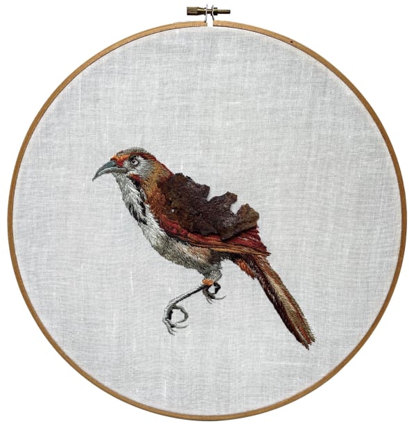 陳聖文, 大彎嘴 Erythrogenys Erythrocnemis, 2022