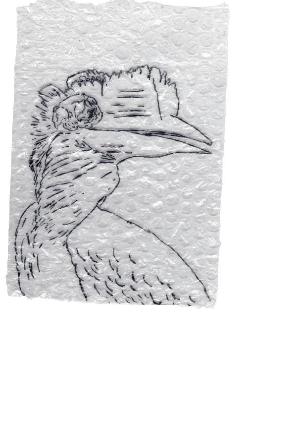 Rega Ayundya, Rhinoplax osseus 3.0 (14), 2026