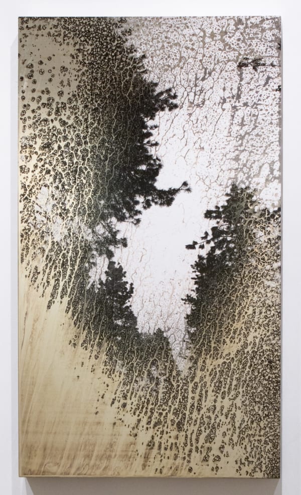 AgXSB3419 (San Bernardino Forest)