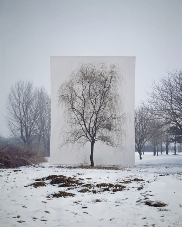 Myoung Ho Lee, Tree #3, 2006