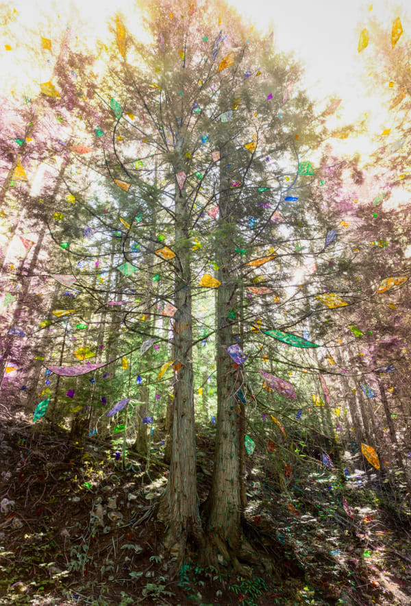 Sarah Anne Johnson Gold and Green (Cedar Forest), 2025 Pigment Print with Oil Paint 59 3/4" x 39 15/16" (152 x 102 cm) High-Resolution Image