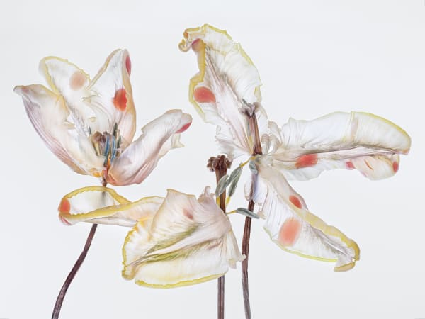 Kathrin Linkersdorff (German b. 1966) Fairies VIII / 2, 2025 Archival Pigment Print on Hahnemuehle Photo Rag Ultra Smooth Available in Two Sizes