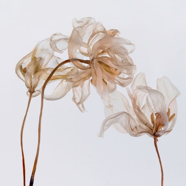 Fairies II / 4, 2020 Archival Pigment Print on Hahnemuehle Photo Rag Ultra Smooth Available in Two Sizes