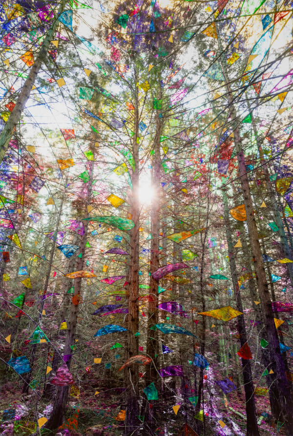 Sarah Anne Johnson Glow (Cedar Forest), 2025 Pigment Print with Oil Paint and Gold Leaf 59 3/4" x 39 15/16" (151 x 102 cm) High-Resolution Image