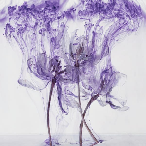 Fairies IV / 4, 2020 Archival Pigment Print on Hahnemuehle Photo Rag Ultra Smooth Available in Two Sizes