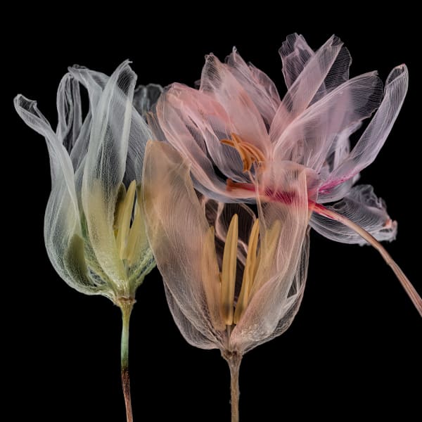 Kathrin Linkersdorff, Fairies I / 2, 2020