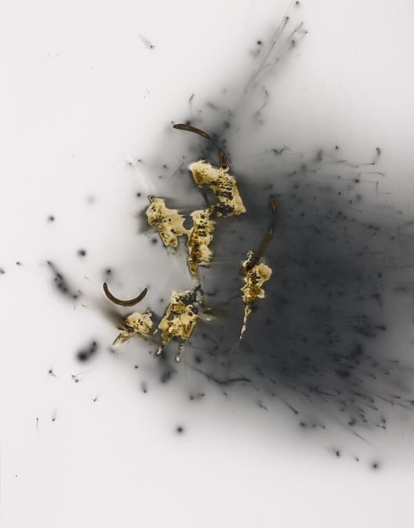 Marco Breuer, Untitled (Fuse), 1995