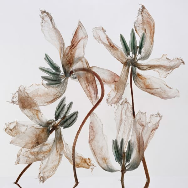 Kathrin Linkersdorff, Fairies II / 11, 2023