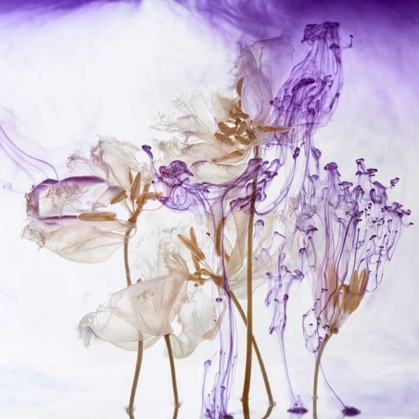 Kathrin Linkersdorff, Fairies VII / 3, 2023