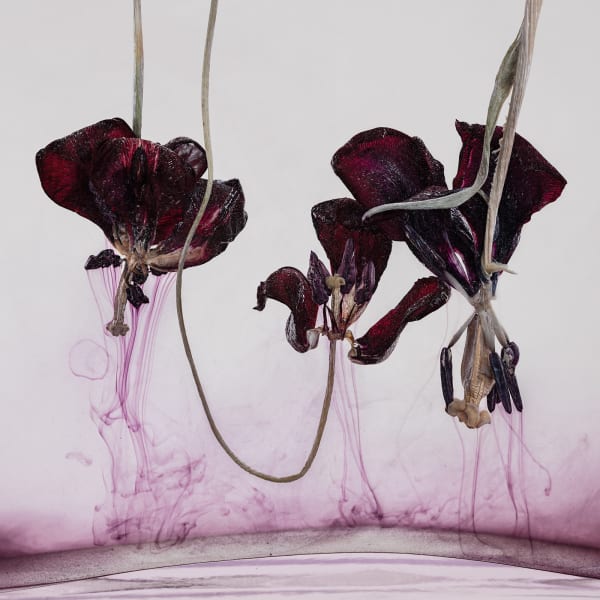 Kathrin Linkersdorff, Floriszenzen 1, 2019