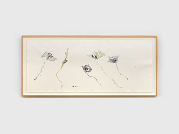 Beatrice Pediconi, Lotus Flowers At Sunset, 2025