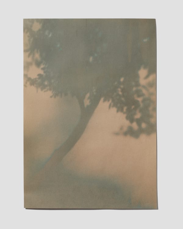 Leah Koransky, Plum Tree, Mildred's Lane (Split-Tone), 2022