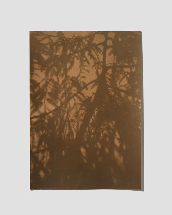 Leah Koransky, Redwood shadow study, late afternoon, 2022