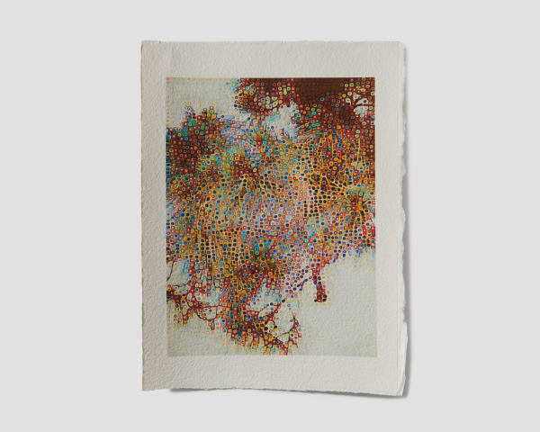 Lynda Fay Braun, Scrub Pine, 2023