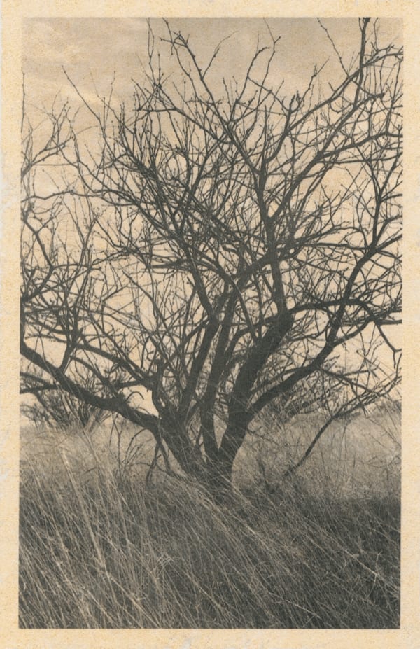 Julia C. Martin, Mesquite, 2019