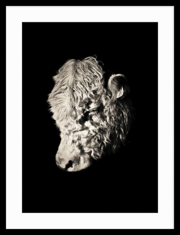 Jack Thompson, The Beautiful Bull Calf In The Field