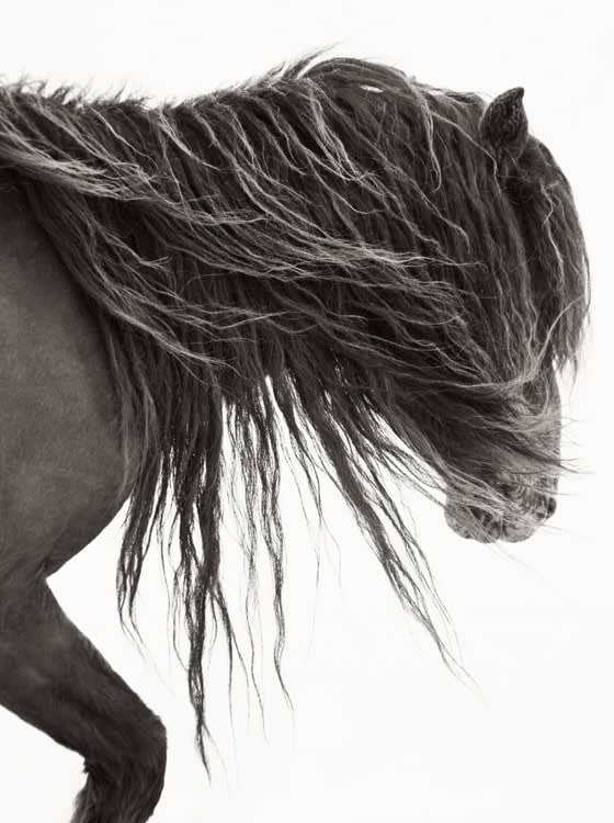Drew Doggett, Windblown, 2012