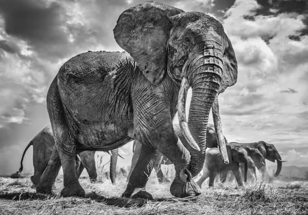 Chris Fallows, Matriarch , 2021