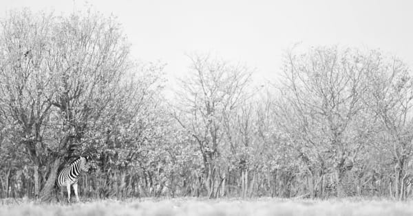 Chris Fallows, The Zebra in the Room - Chris Fallows