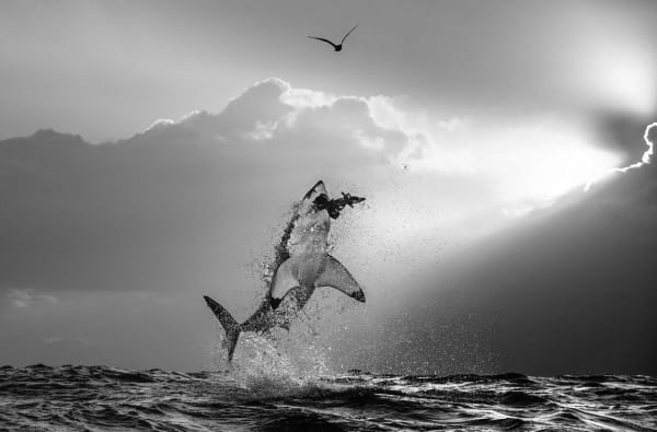 Chris Fallows, The Final Act - Chris Fallows , 2009