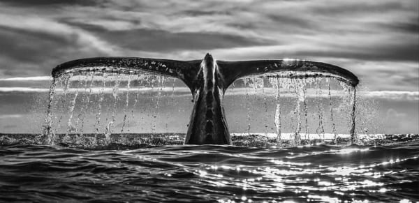 Chris Fallows, Leviathan - Chris Fallows , 2020