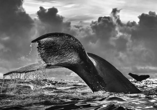 Chris Fallows, A Tail of Two Halves, 2021