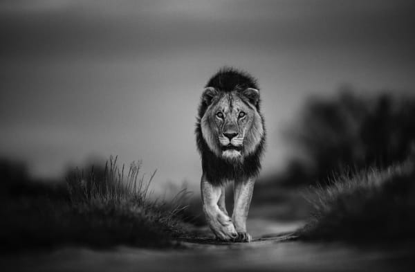 Chris Fallows, Warrior , 2020