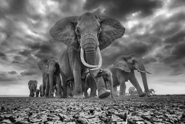 Chris Fallows, Defiance , 2021