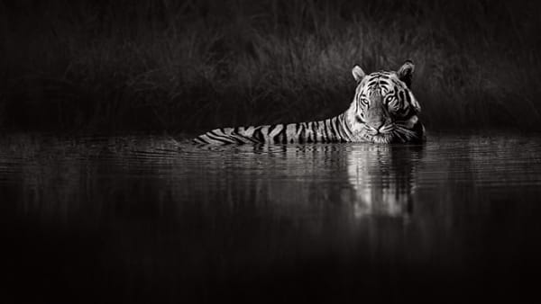 Drew Doggett, Tigers Retreat, 2020