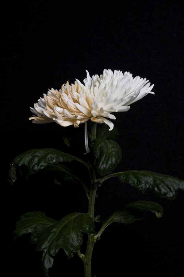 WeiXin CHONG. Beige Dreams -Flesh Skin Surface.3, 2017. Courtesy of artist & A.I. Gallery