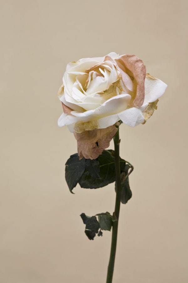 WeiXin CHONG. Beige Dreams -Flesh Skin Surface.4, 2017. Courtesy of artist & A.I. Gallery