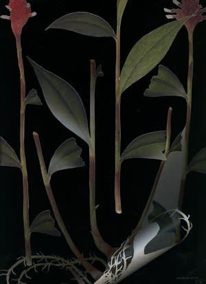 WeiXin Chong. Specimen 4 (Series: Exponential Taxonomies), 2014-15. Digital C-type on Chromica Metallica. 80cm × 58.2cm (Edition of 3). © WeiXin Chong, courtesy of A.I.