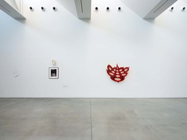 Installation view: NATURE CULT, SEEDED, Center for Maine Contemporary Art, 2024. Photo: Dave Clough