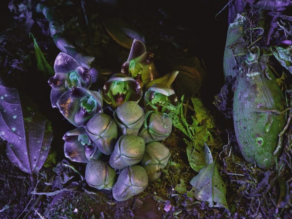 Richard Mosse Acineta Superba I, 2019 Digital C-print mounted to Dibond 182.9 x 243.8 cm 72 x 96 in