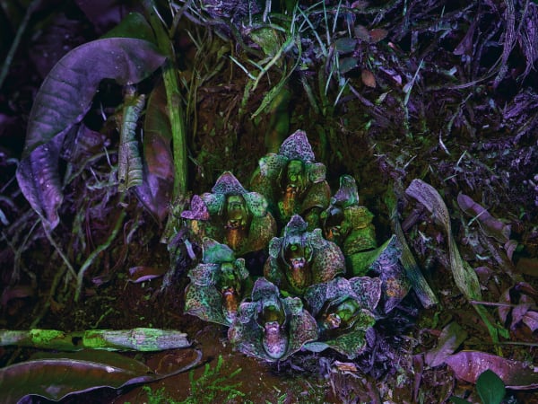 Richard Mosse Acineta superba II, 2019 Digital C-print mounted to Dibond 101.6 x 127 cm 40 x 50 in