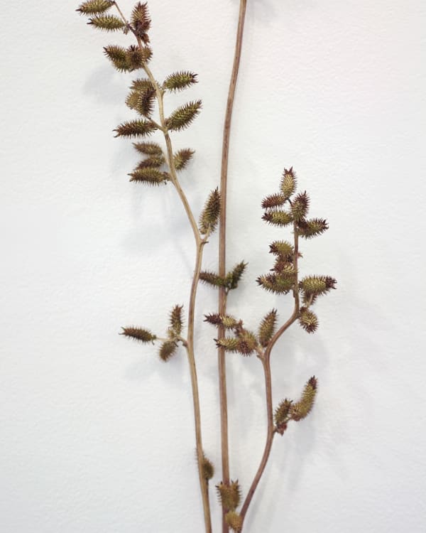 Zarouhie Abdalian Posy (detail), 2014 Cockleburs 45 x 7 x 4 in 114.3 x 17.8 x 10.2 cm