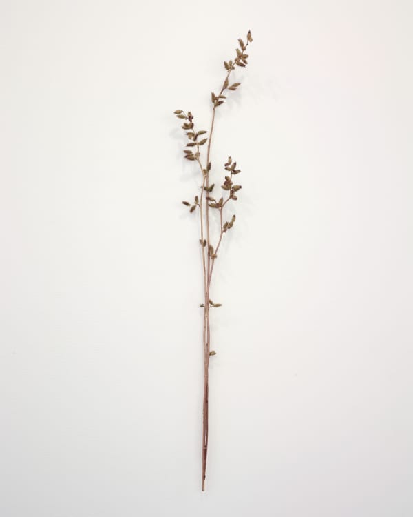 Zarouhie Abdalian Posy, 2014 Cockleburs 45 x 7 x 4 in 114.3 x 17.8 x 10.2 cm