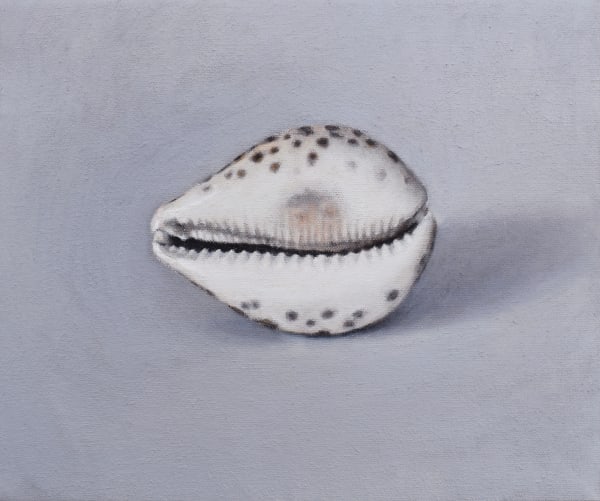 David Stubbs, Cowrie shell on grey II, 2020
