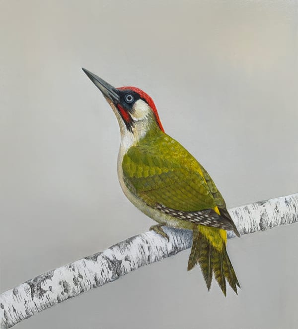 Lindsey Hambleton, Green Woodpecker on Silver Birch