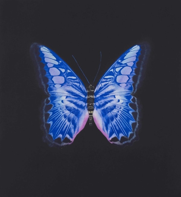 Hirst The souls of Jacobs Ladder print for sale