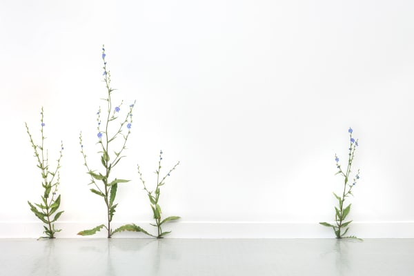 Installation view, Tony Matelli, at Andréhn-Schiptjenko, Paris, 2020. © C. Maignien