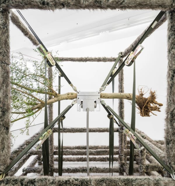 Siobhán Hapaska, a wolf, an olive tree and circumstances, 2014