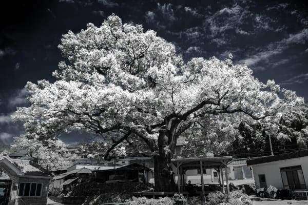 L Guardian Tree Sinchon Village